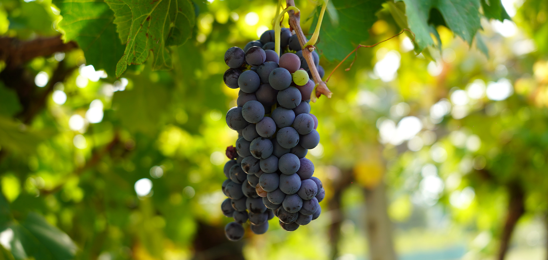 Luca-Bonafini-Grape