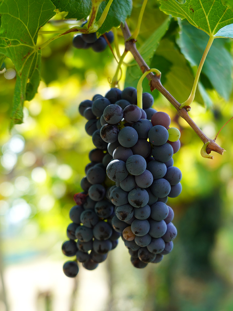 Luca-Bonafini-Grapes